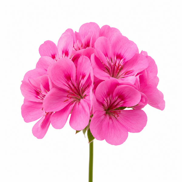 Geranium
