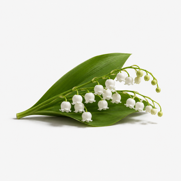 Lily of the Valley
