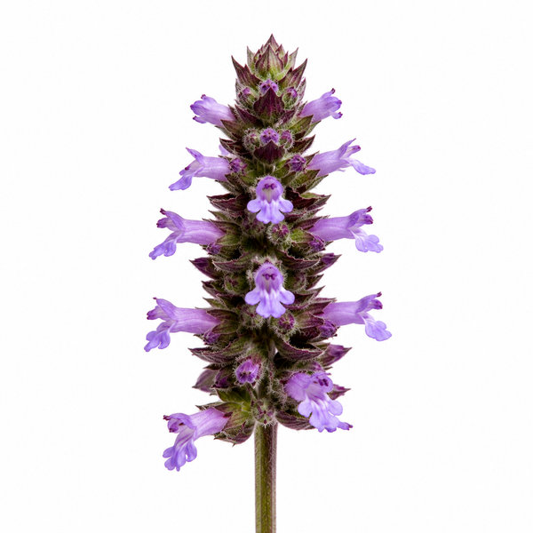 Patchouli 