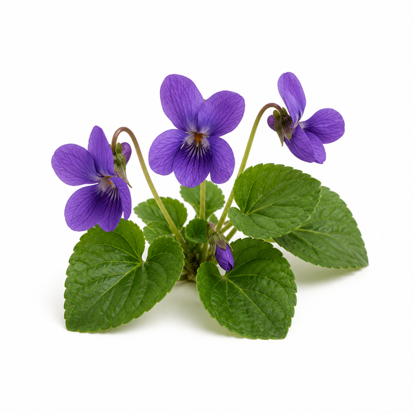 Violet Leaves