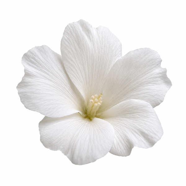 White Musk
