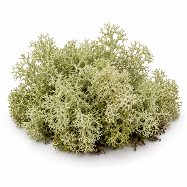 Crystal moss