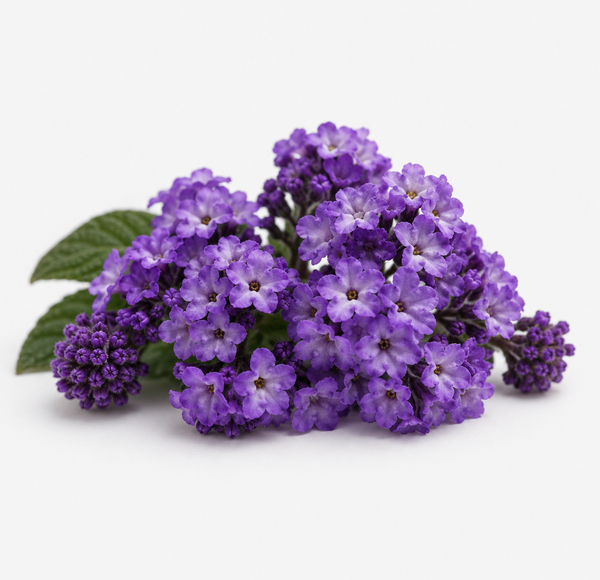 Heliotrope