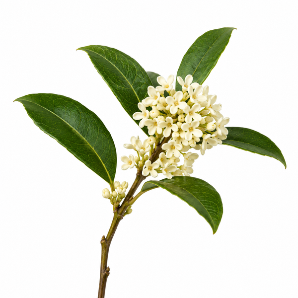 Osmanthus