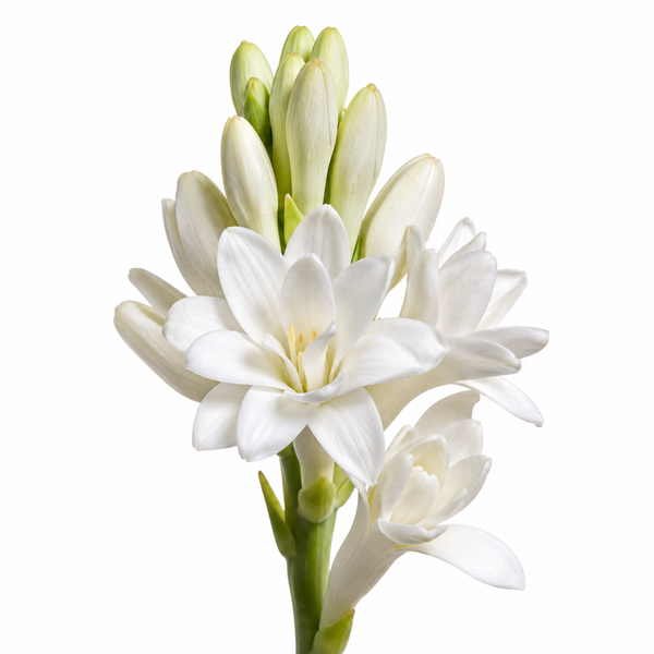 Tuberose