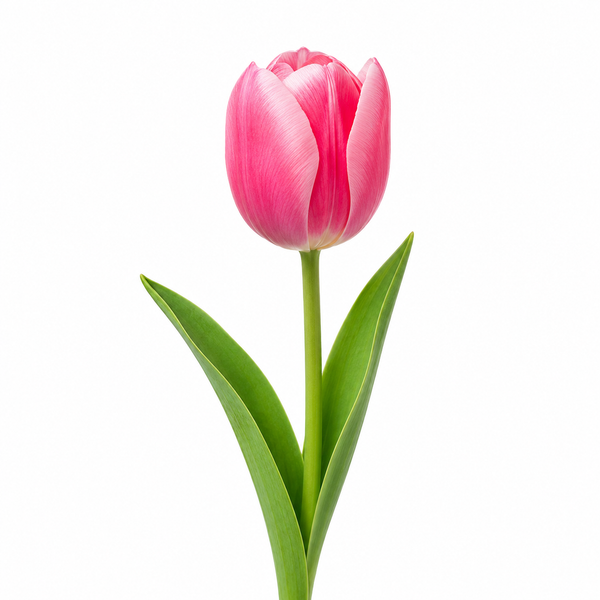 Tulip